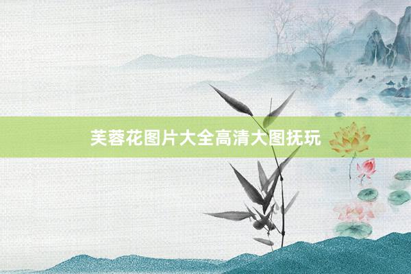 芙蓉花图片大全高清大图抚玩